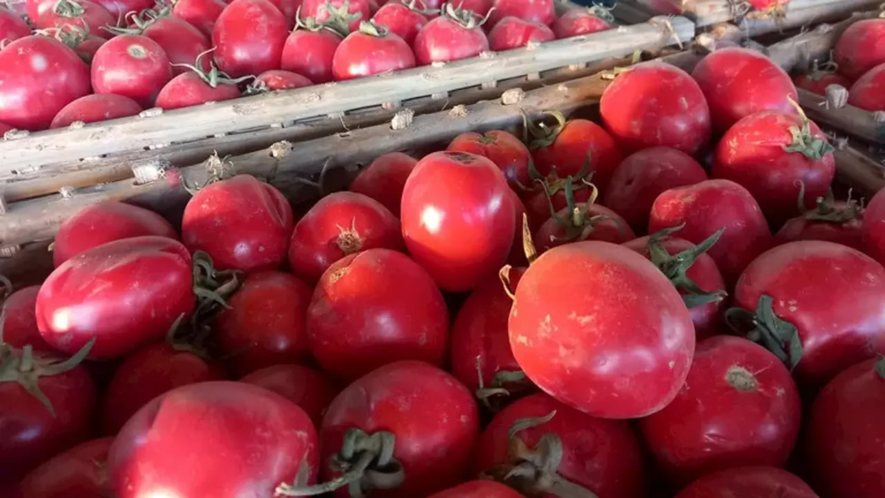 أماكن بيع الطماطم بأسعار مخفضة وفقاً لتوضيحات شعبة الخضروات بعد تصريحات رئيس الوزراء